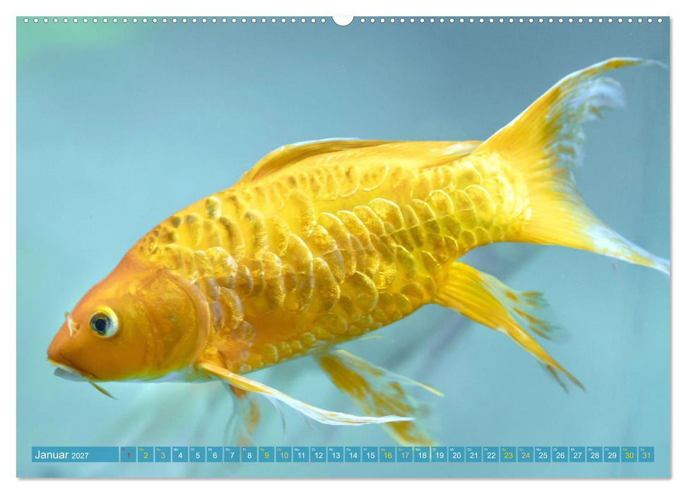 Koi: Juwelen im Teich (CALVENDO Premium Wandkalender 2027)