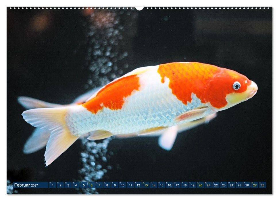 Koi: Juwelen im Teich (CALVENDO Premium Wandkalender 2027)