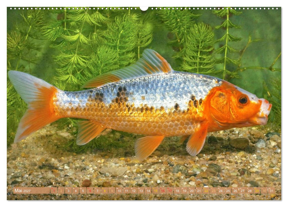Koi: Juwelen im Teich (CALVENDO Premium Wandkalender 2027)