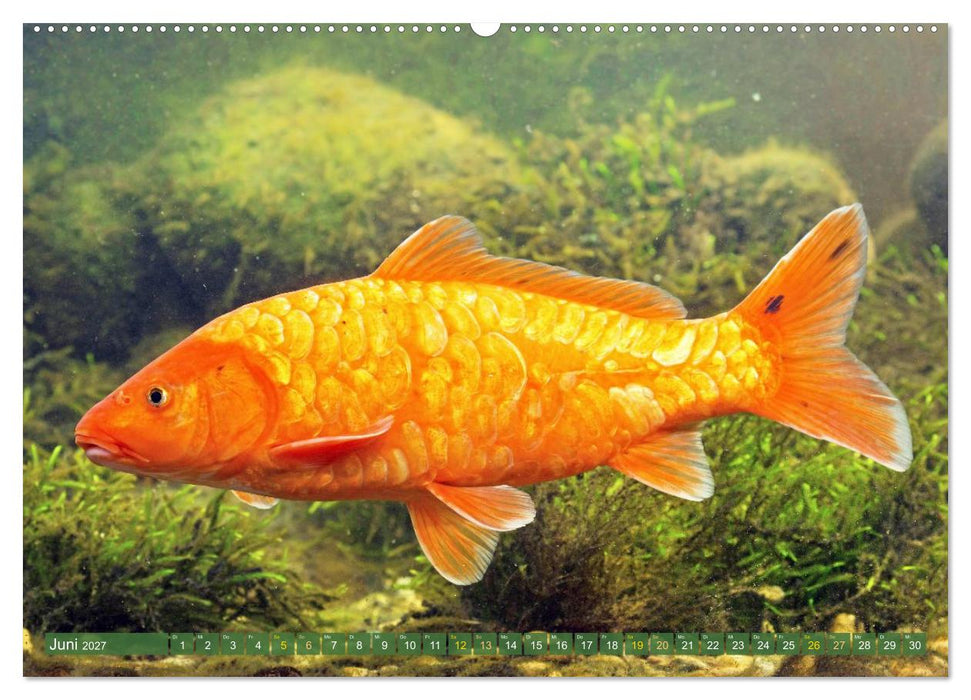 Koi: Juwelen im Teich (CALVENDO Premium Wandkalender 2027)