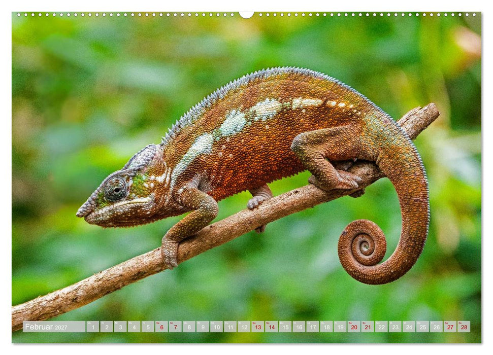 Wildnis Madagaskar (CALVENDO Wandkalender 2027)