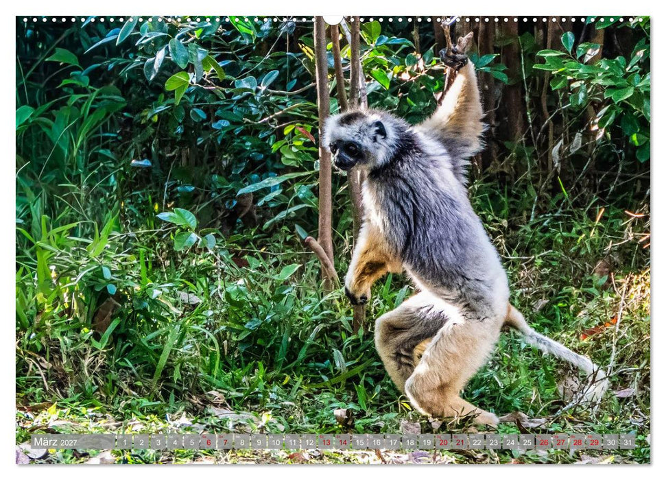 Wildnis Madagaskar (CALVENDO Wandkalender 2027)