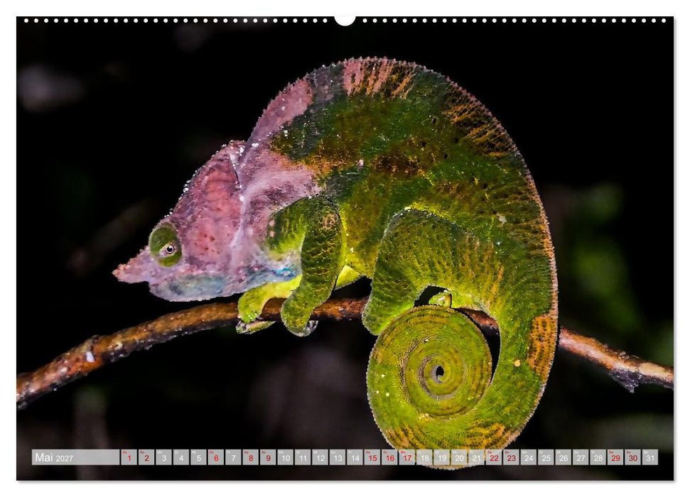 Wildnis Madagaskar (CALVENDO Wandkalender 2027)