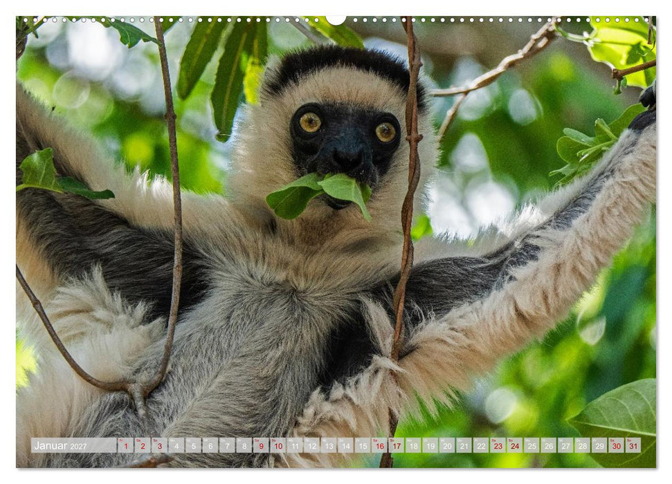 Wildnis Madagaskar (CALVENDO Premium Wandkalender 2027)