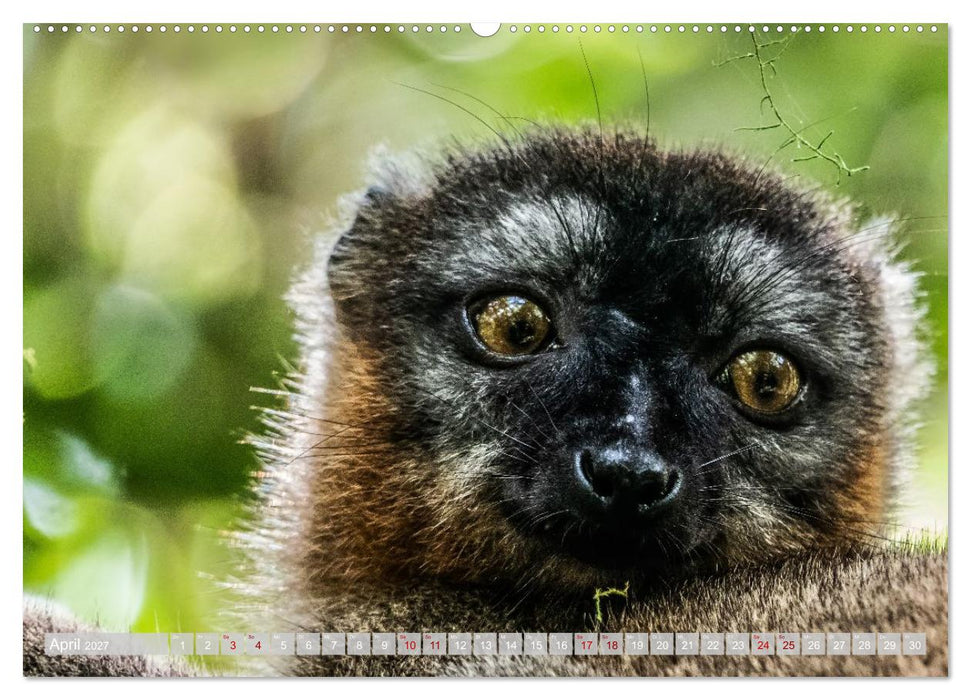 Wildnis Madagaskar (CALVENDO Premium Wandkalender 2027)