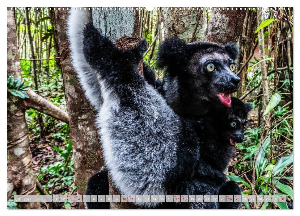 Wildnis Madagaskar (CALVENDO Premium Wandkalender 2027)