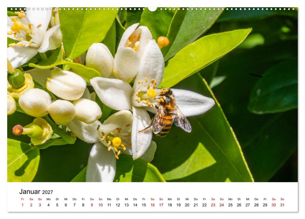 Bunter Nektarrausch - Nektarsammler in leuchtenden Farben (CALVENDO Wandkalender 2027)