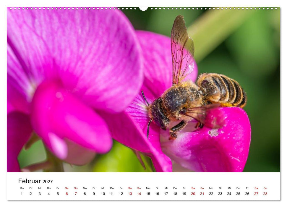Bunter Nektarrausch - Nektarsammler in leuchtenden Farben (CALVENDO Wandkalender 2027)