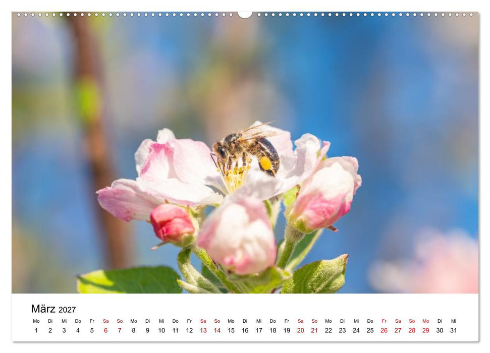 Bunter Nektarrausch - Nektarsammler in leuchtenden Farben (CALVENDO Wandkalender 2027)