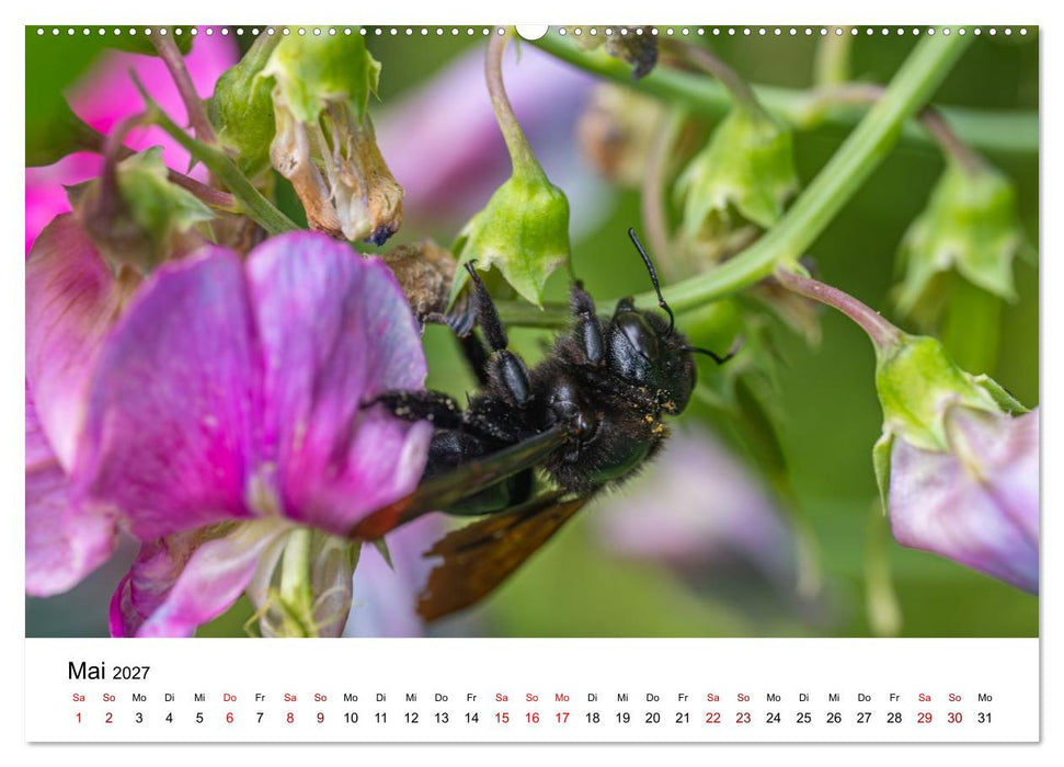Bunter Nektarrausch - Nektarsammler in leuchtenden Farben (CALVENDO Wandkalender 2027)