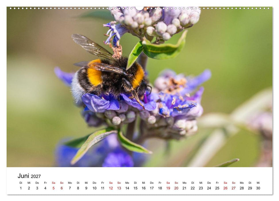 Bunter Nektarrausch - Nektarsammler in leuchtenden Farben (CALVENDO Premium Wandkalender 2027)