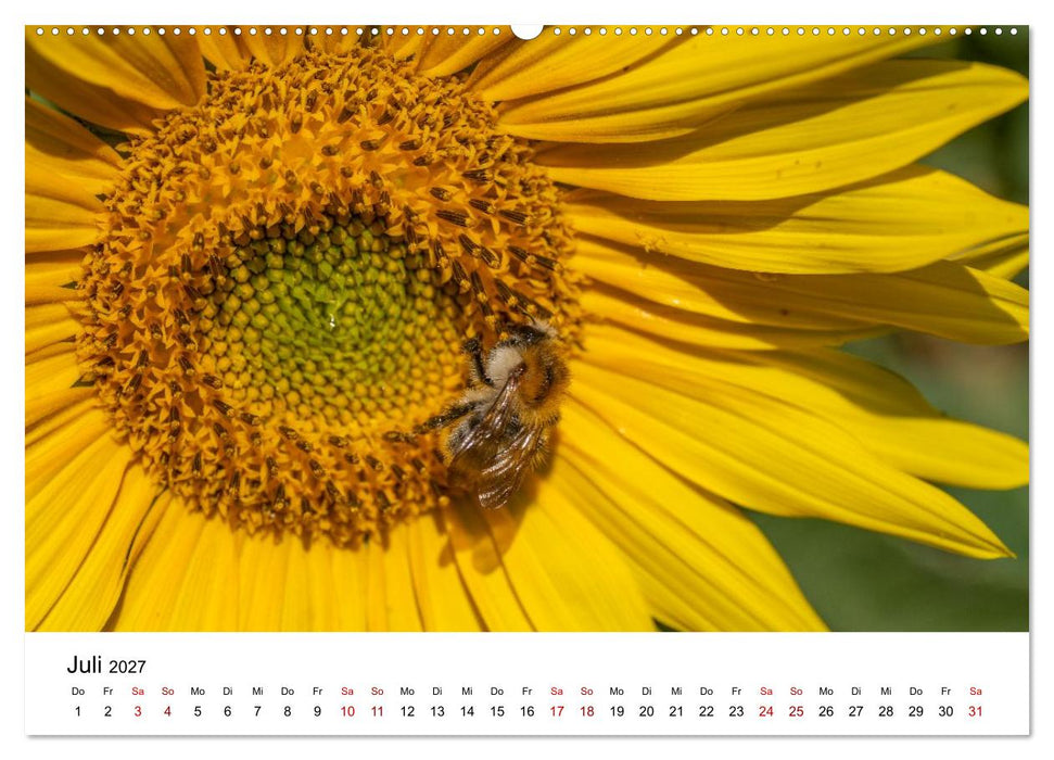 Bunter Nektarrausch - Nektarsammler in leuchtenden Farben (CALVENDO Premium Wandkalender 2027)
