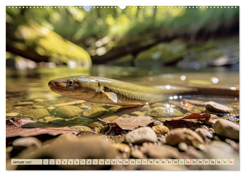 Aale in Seen und Flüssen (CALVENDO Premium Wandkalender 2027)