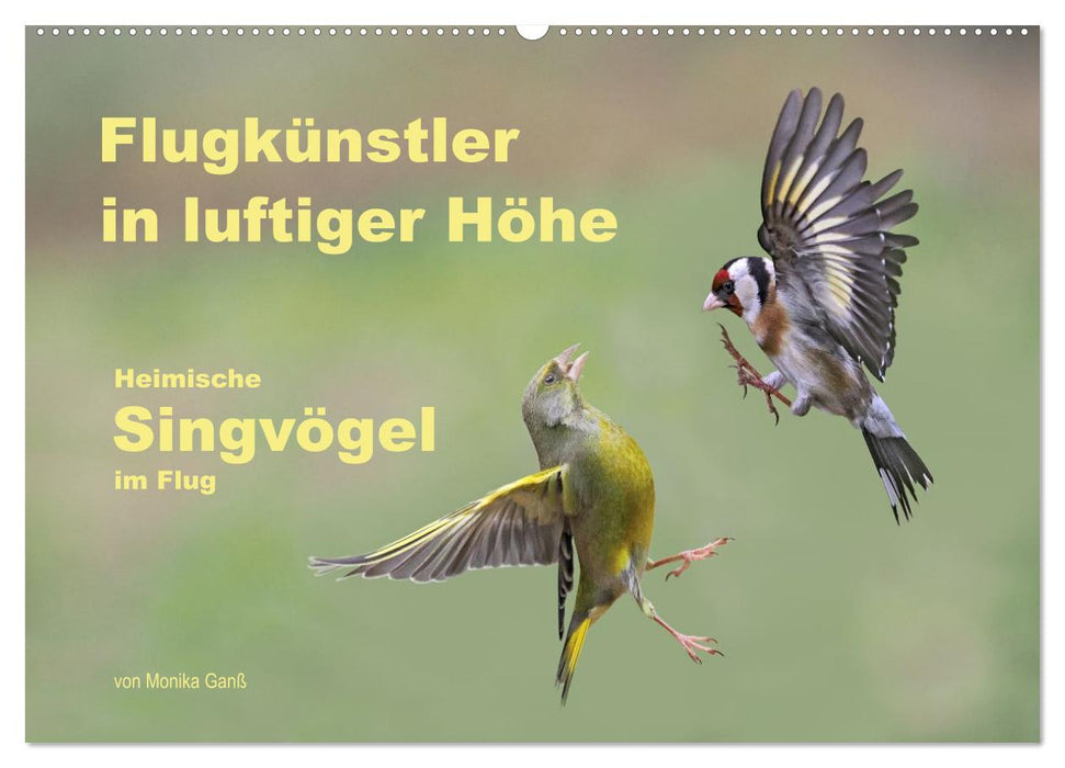 Flugkünstler in luftiger Höhe - Heimische Singvögel im Flug (CALVENDO Wandkalender 2027)
