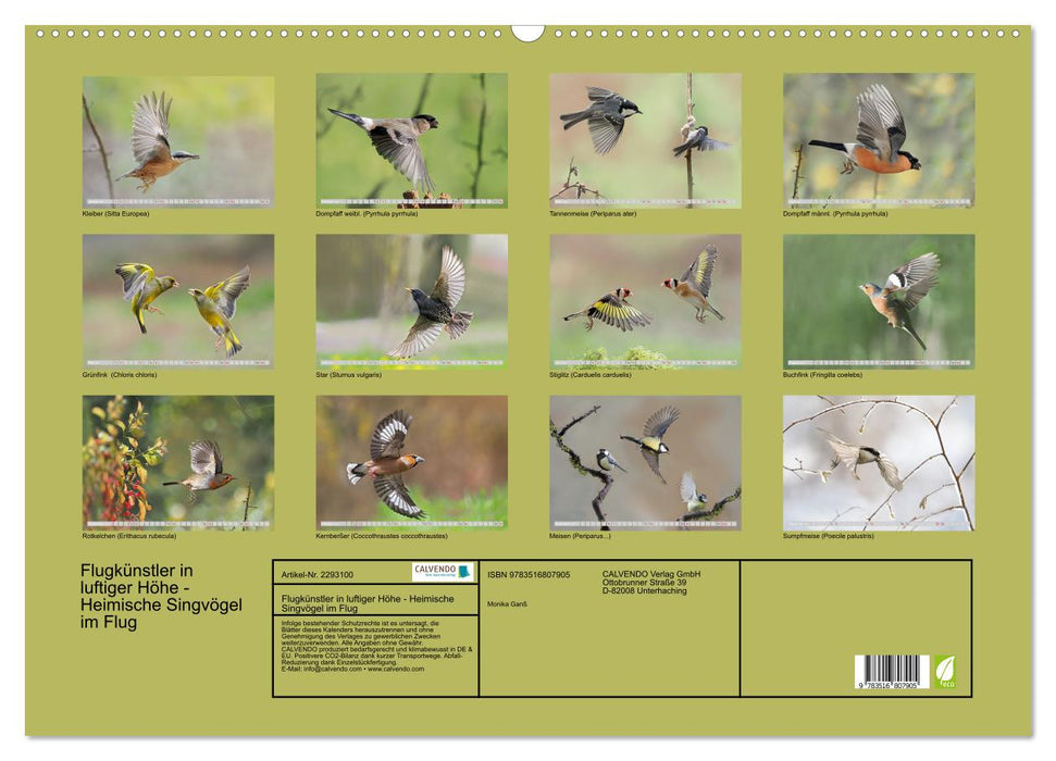 Flugkünstler in luftiger Höhe - Heimische Singvögel im Flug (CALVENDO Wandkalender 2027)