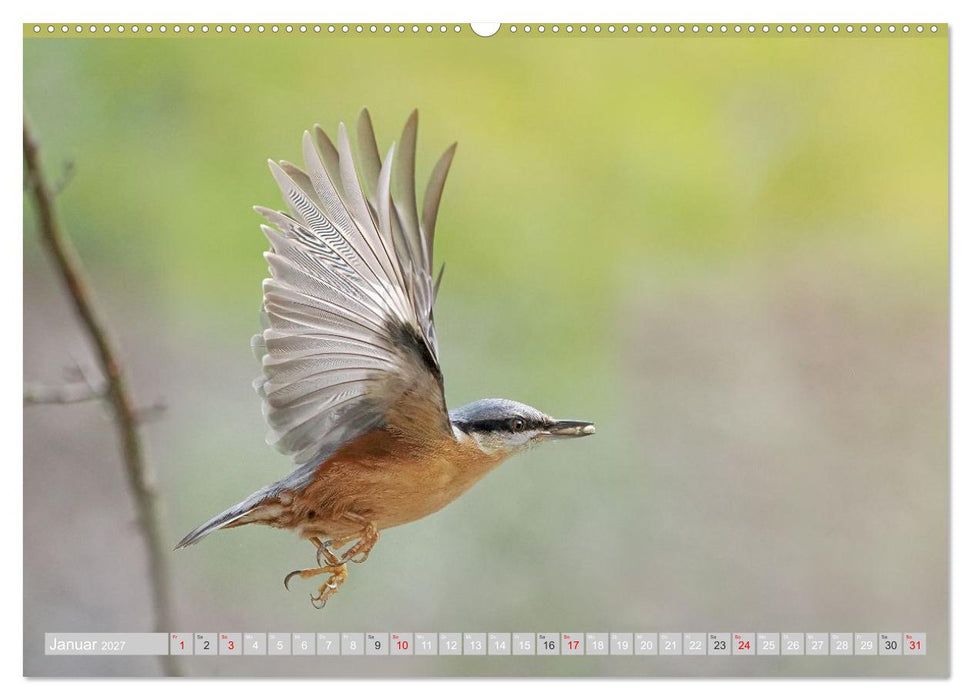 Flugkünstler in luftiger Höhe - Heimische Singvögel im Flug (CALVENDO Wandkalender 2027)
