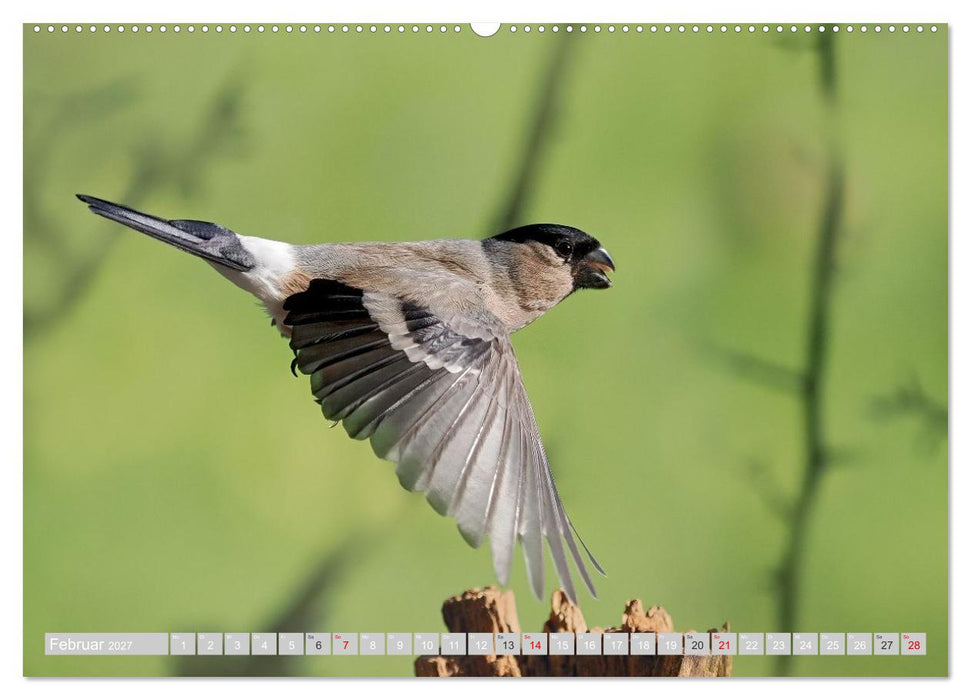 Flugkünstler in luftiger Höhe - Heimische Singvögel im Flug (CALVENDO Wandkalender 2027)