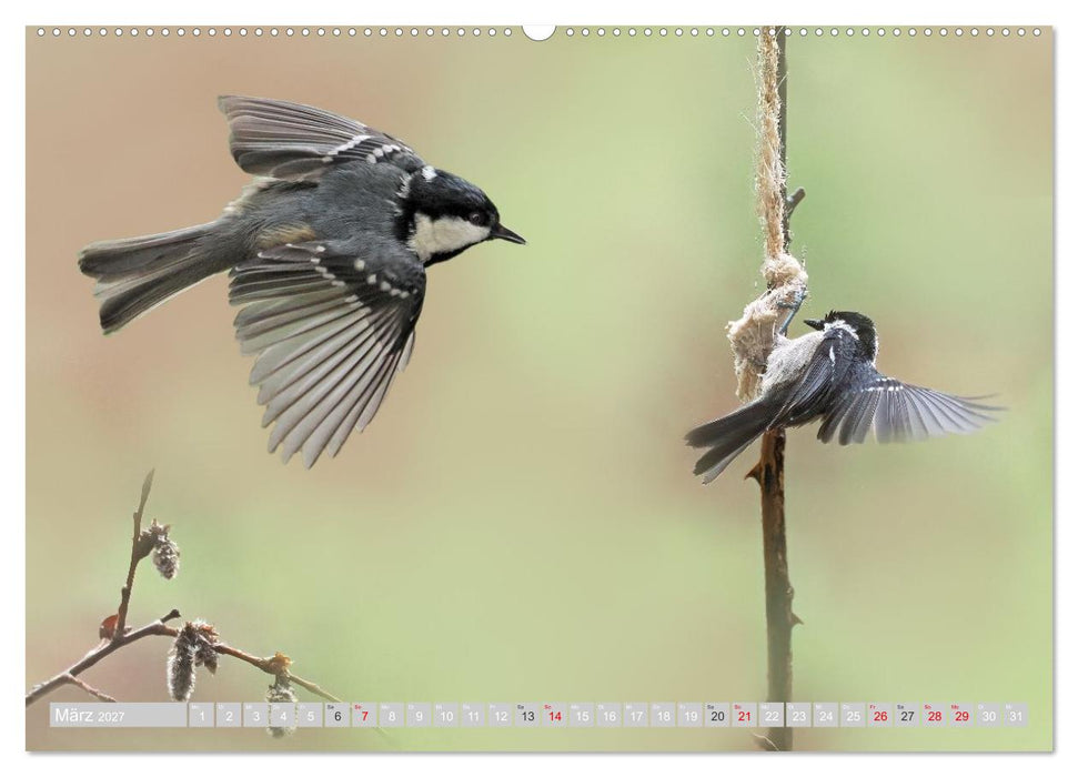 Flugkünstler in luftiger Höhe - Heimische Singvögel im Flug (CALVENDO Wandkalender 2027)