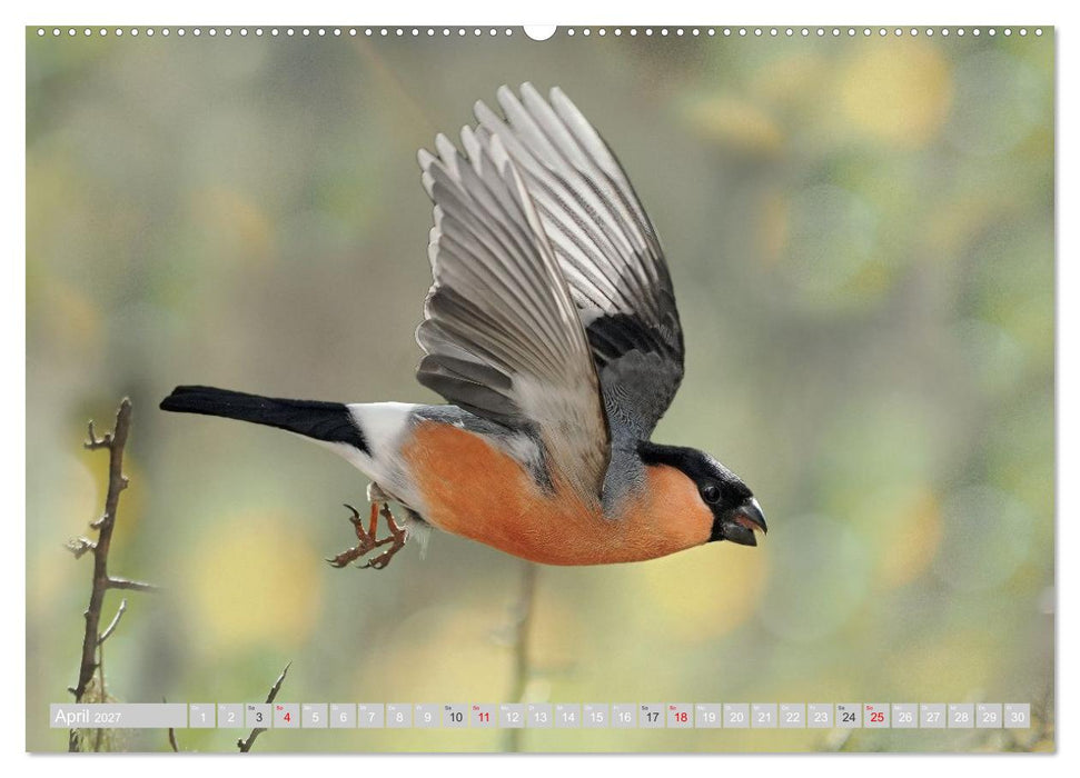 Flugkünstler in luftiger Höhe - Heimische Singvögel im Flug (CALVENDO Wandkalender 2027)