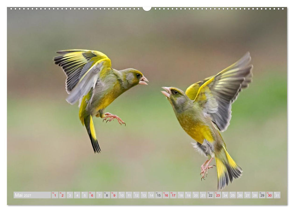Flugkünstler in luftiger Höhe - Heimische Singvögel im Flug (CALVENDO Wandkalender 2027)