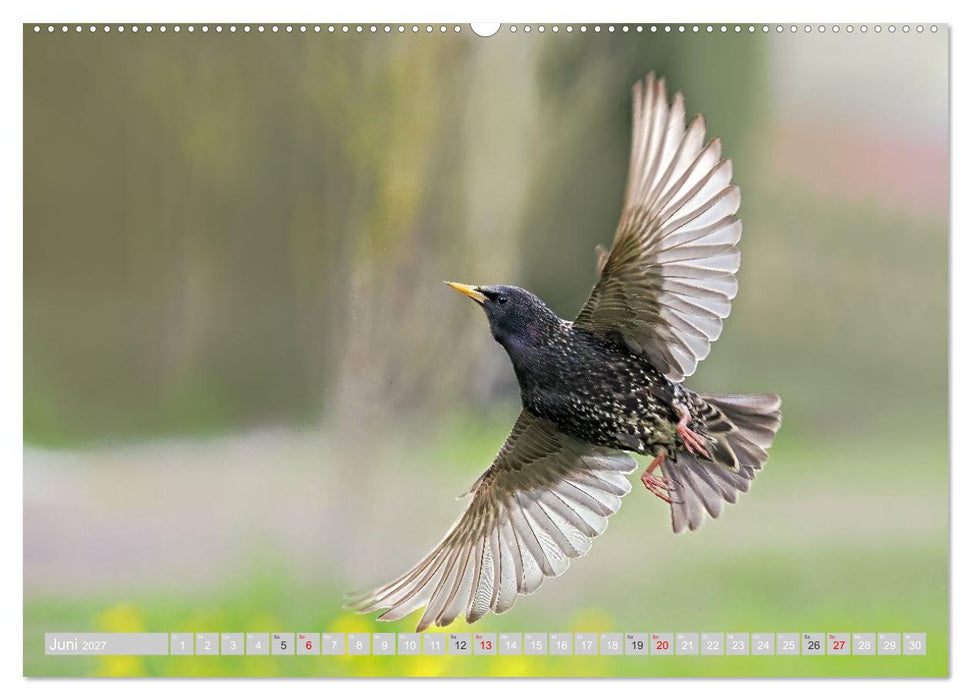 Flugkünstler in luftiger Höhe - Heimische Singvögel im Flug (CALVENDO Wandkalender 2027)