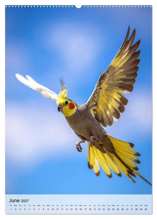 Cockatiel Dreams (CALVENDO Monthly Calendar 2027)