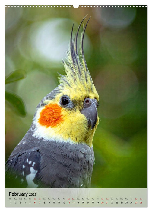 Cockatiel Dreams (CALVENDO Premium-Calendar 2027)