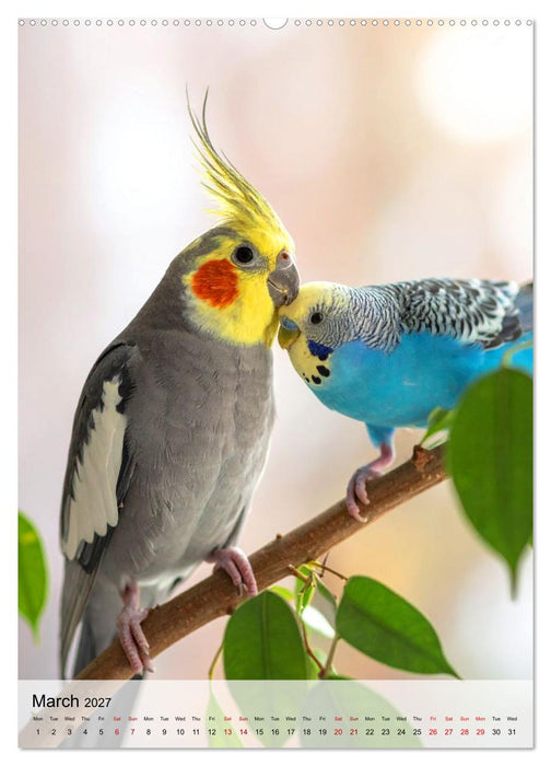 Cockatiel Dreams (CALVENDO Premium-Calendar 2027)