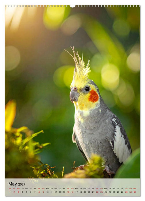 Cockatiel Dreams (CALVENDO Premium-Calendar 2027)