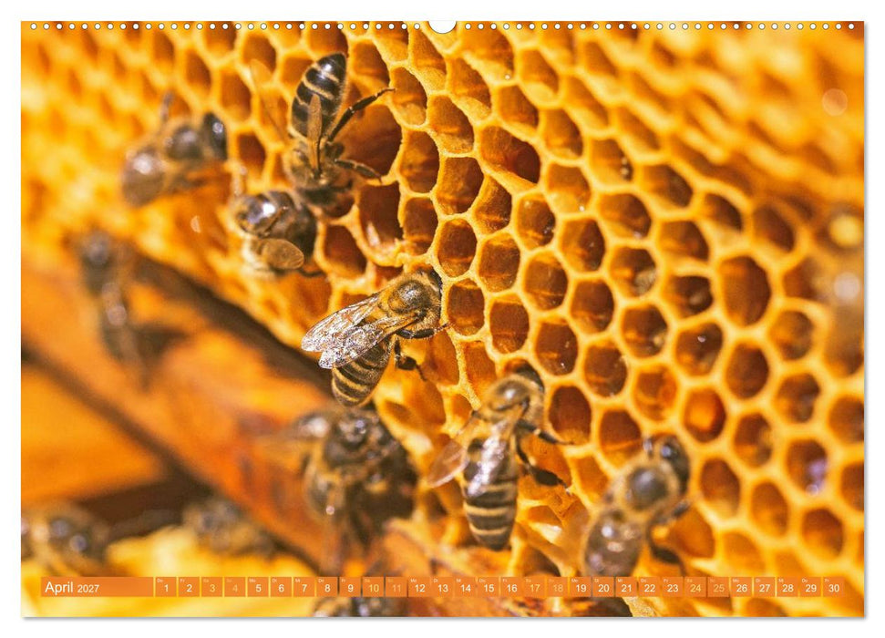 Ein Leben für den Honig: Bienen und Imker (CALVENDO Wandkalender 2027)