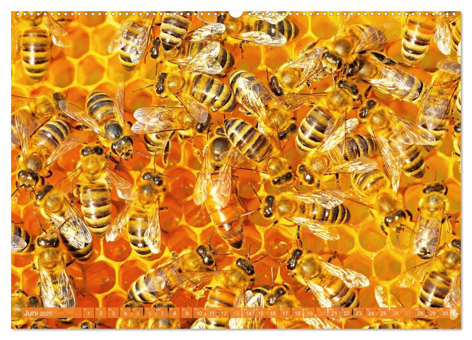 Ein Leben für den Honig: Bienen und Imker (CALVENDO Wandkalender 2027)