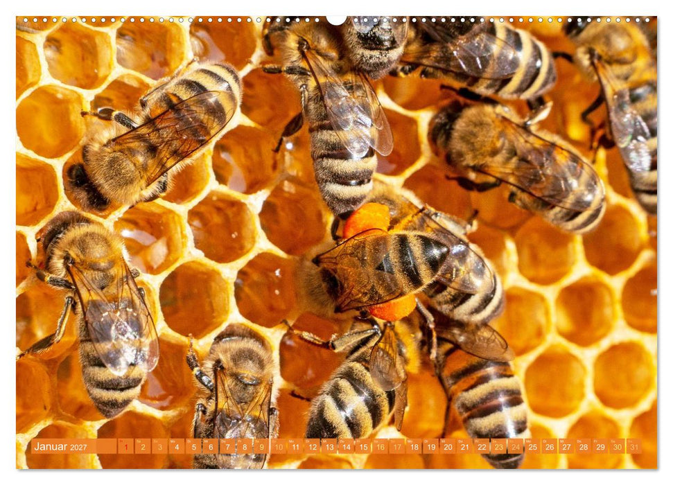 Ein Leben für den Honig: Bienen und Imker (CALVENDO Premium Wandkalender 2027)