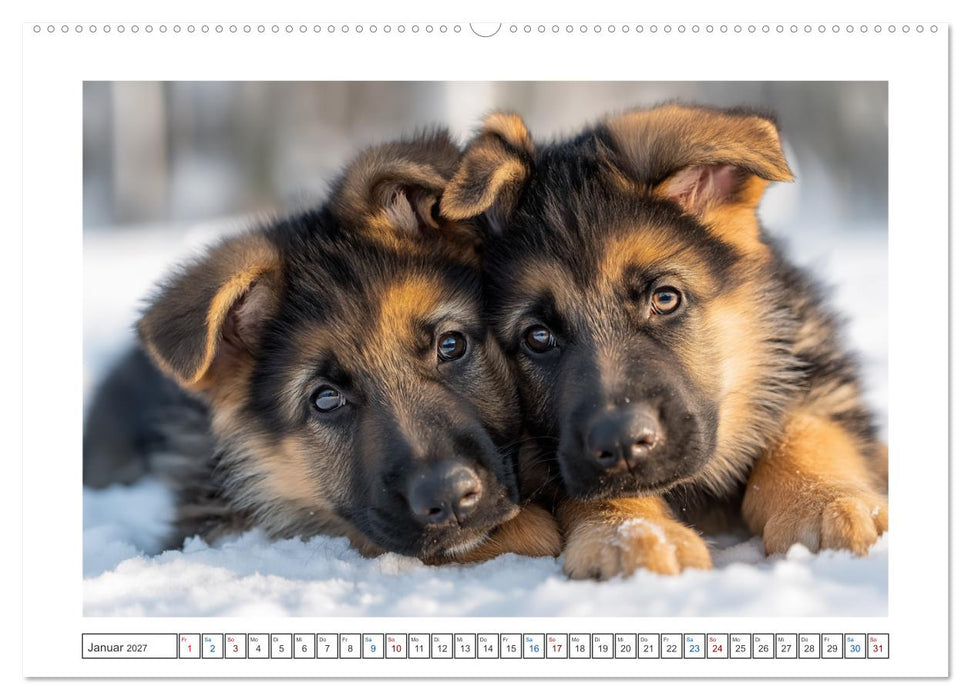 Treue, die bleibt. Emotionale Augenblicke mit Schäferhunden. (CALVENDO Premium Wandkalender 2027)