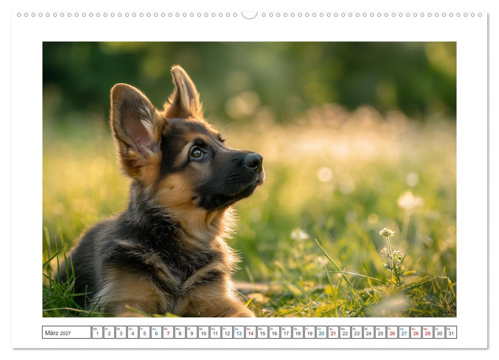 Treue, die bleibt. Emotionale Augenblicke mit Schäferhunden. (CALVENDO Premium Wandkalender 2027)
