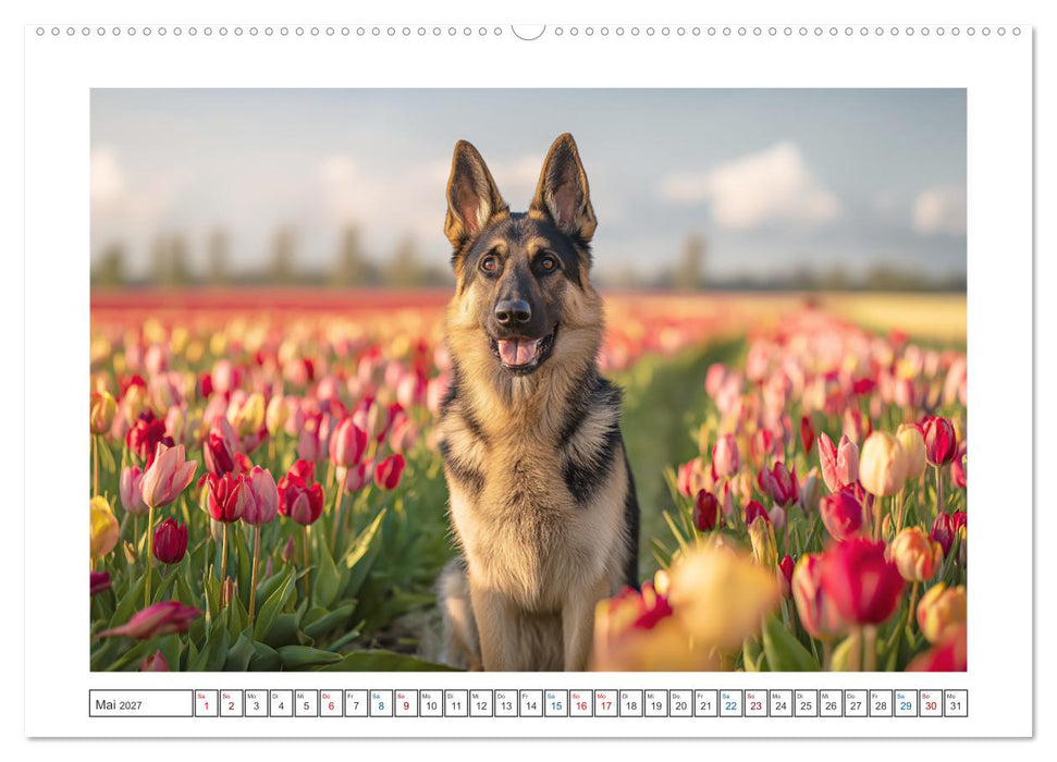 Treue, die bleibt. Emotionale Augenblicke mit Schäferhunden. (CALVENDO Premium Wandkalender 2027)
