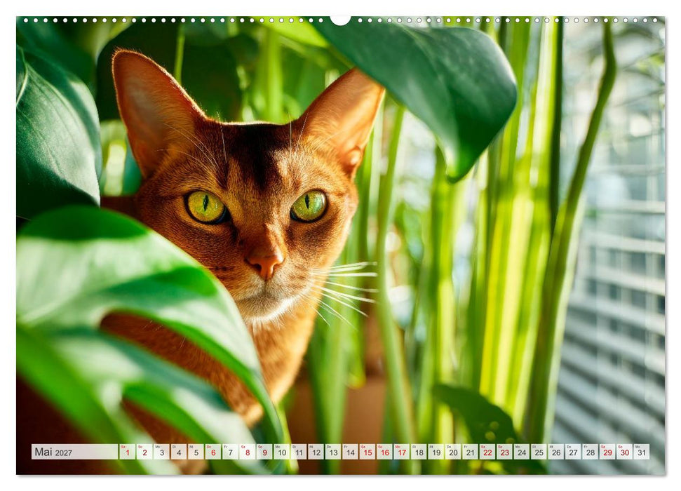 Katzen - Jeder Moment ein Abenteuer (CALVENDO Wandkalender 2027)