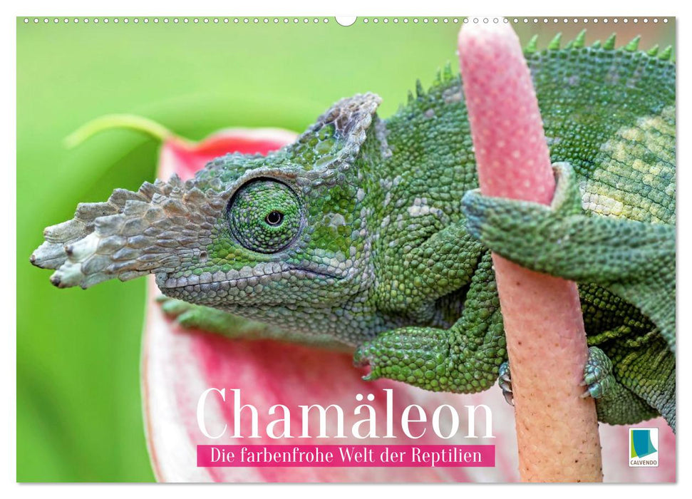 Chamäleon: Die farbenfrohe Welt der Reptilien (CALVENDO Wandkalender 2027)