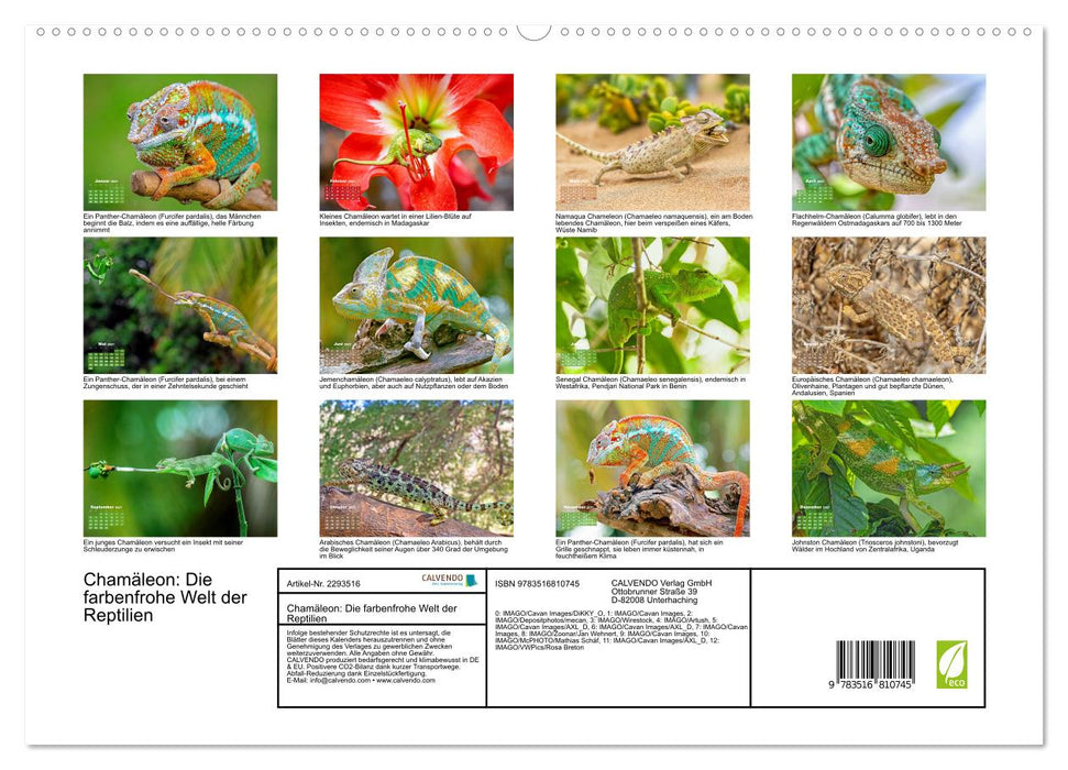 Chamäleon: Die farbenfrohe Welt der Reptilien (CALVENDO Premium Wandkalender 2027)