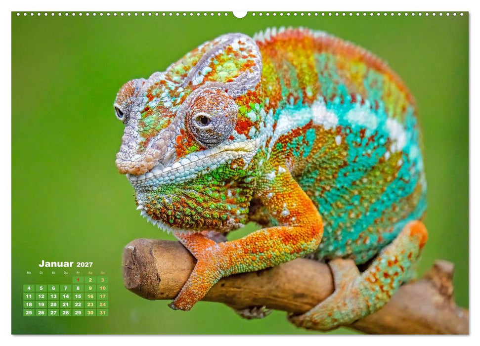 Chamäleon: Die farbenfrohe Welt der Reptilien (CALVENDO Premium Wandkalender 2027)