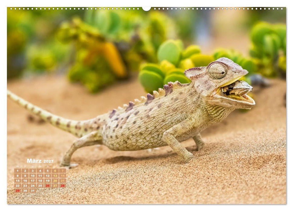 Chamäleon: Die farbenfrohe Welt der Reptilien (CALVENDO Premium Wandkalender 2027)
