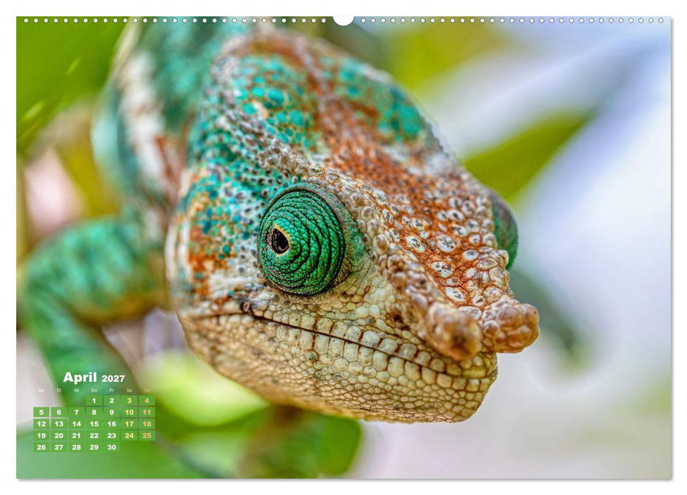 Chamäleon: Die farbenfrohe Welt der Reptilien (CALVENDO Premium Wandkalender 2027)