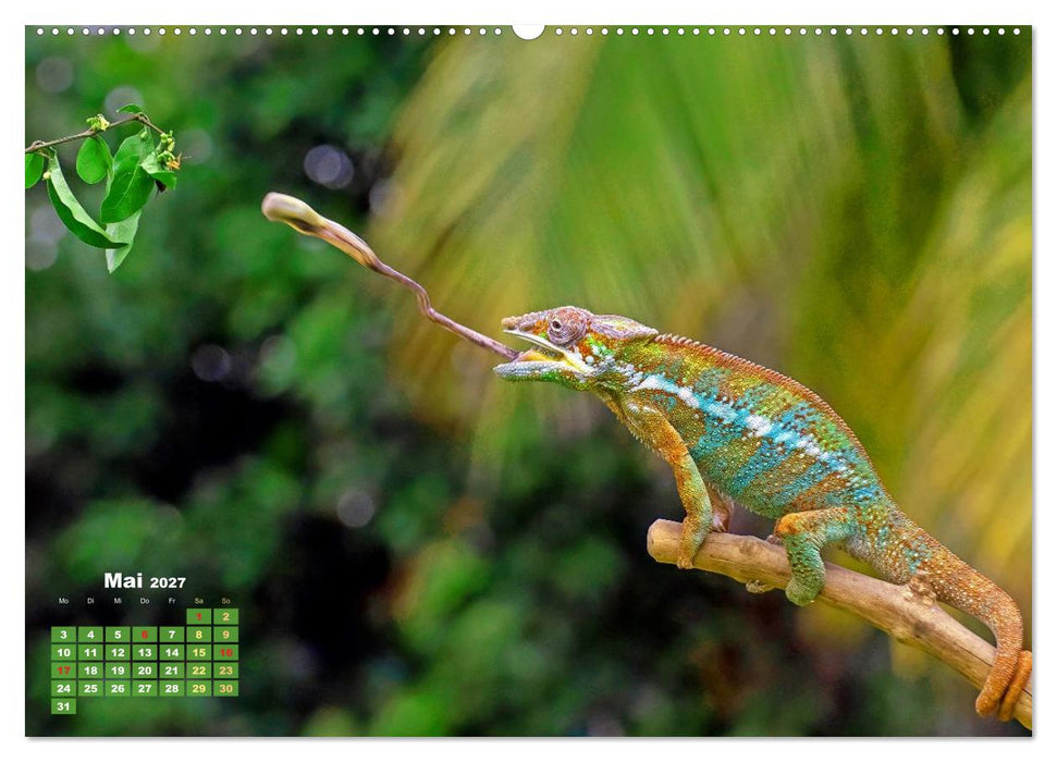 Chamäleon: Die farbenfrohe Welt der Reptilien (CALVENDO Premium Wandkalender 2027)