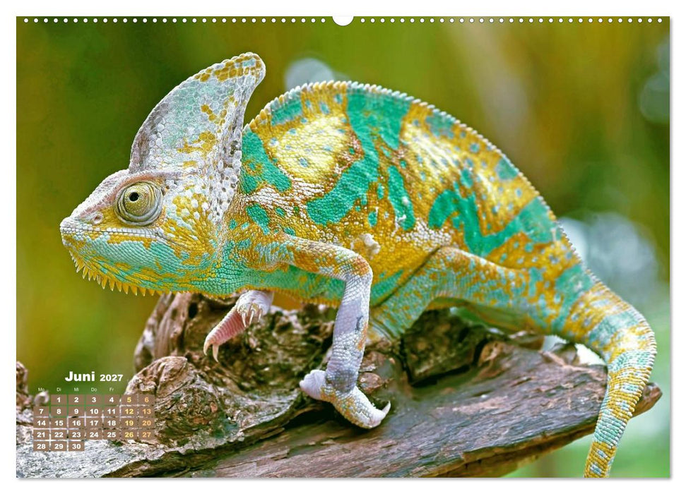 Chamäleon: Die farbenfrohe Welt der Reptilien (CALVENDO Premium Wandkalender 2027)
