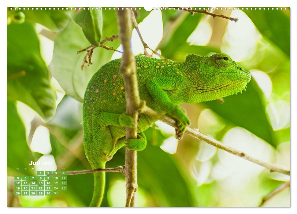 Chamäleon: Die farbenfrohe Welt der Reptilien (CALVENDO Premium Wandkalender 2027)