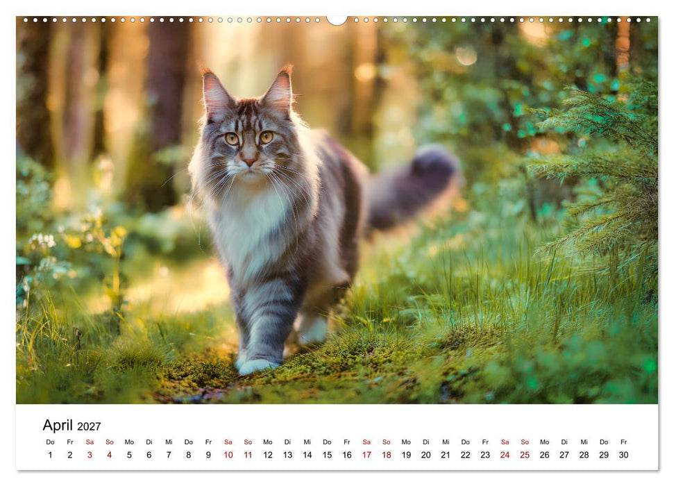 Eleganz in Pelz - ein Maine Coon - Kalender (CALVENDO Wandkalender 2027)