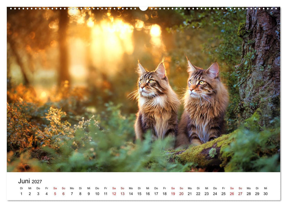 Eleganz in Pelz - ein Maine Coon - Kalender (CALVENDO Wandkalender 2027)