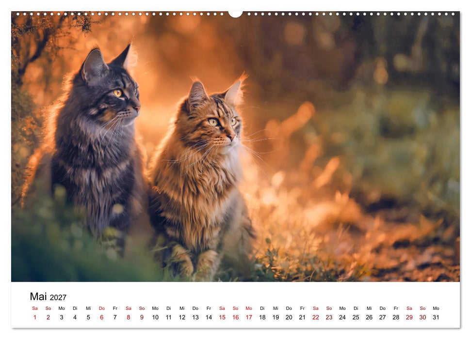 Eleganz in Pelz - ein Maine Coon - Kalender (CALVENDO Premium Wandkalender 2027)