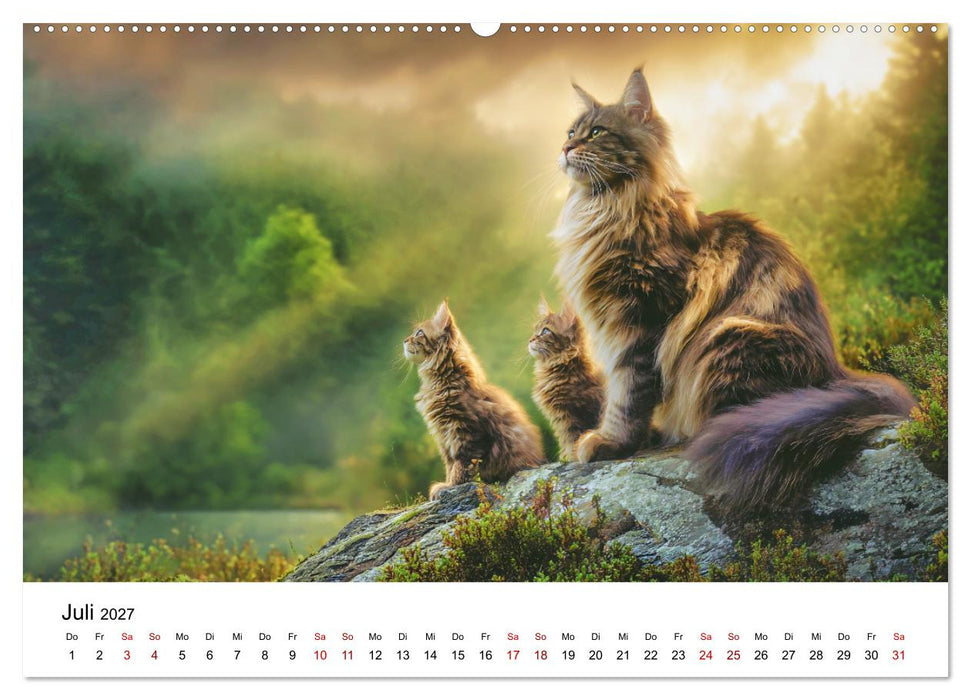 Eleganz in Pelz - ein Maine Coon - Kalender (CALVENDO Premium Wandkalender 2027)