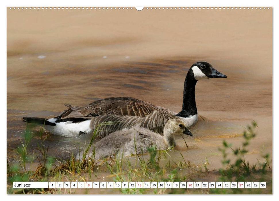 Tierwelt in den Canadian Rockies (CALVENDO Wandkalender 2027)