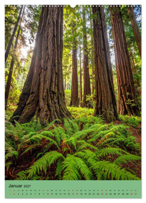 Sequoia Giganten (CALVENDO Wandkalender 2027)
